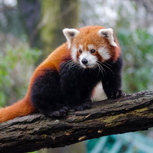 Crazy Red Pandas